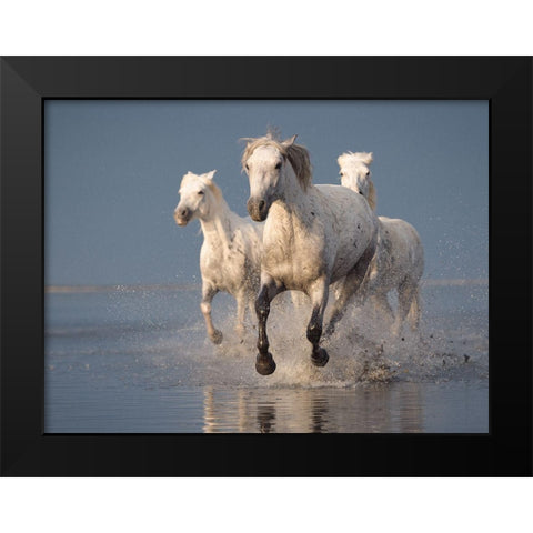 Camargue Horses On Sunset Black Modern Wood Framed Art Print by Anton, Rostovskiy