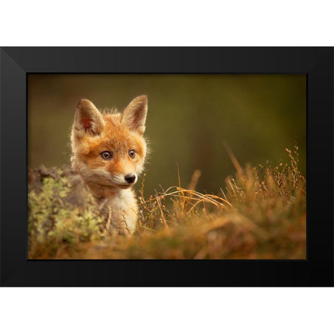 Fox Black Modern Wood Framed Art Print by Adamec, Robert
