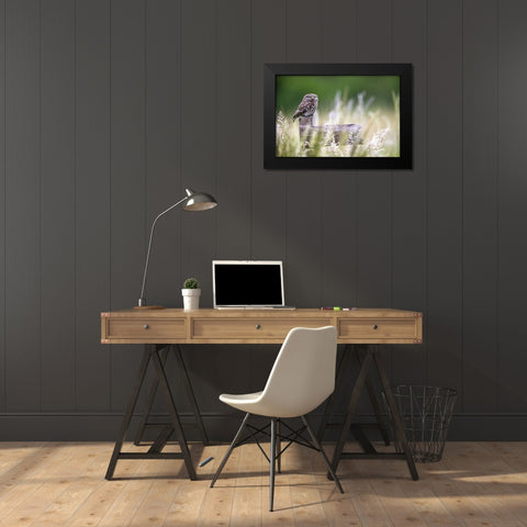 Little Owl Black Modern Wood Framed Art Print by Redaelli, Marco