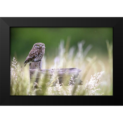 Little Owl Black Modern Wood Framed Art Print by Redaelli, Marco