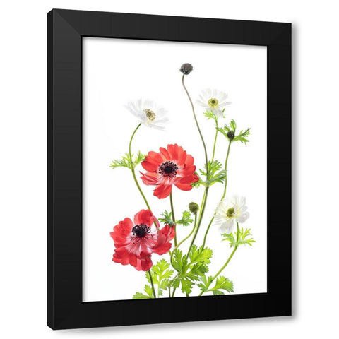 Spring Anemone Family Black Modern Wood Framed Art Print by iPuraVida