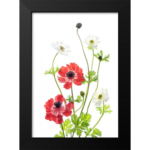 Spring Anemone Family Black Modern Wood Framed Art Print by iPuraVida