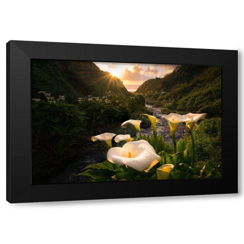 Calla Lily World Black Modern Wood Framed Art Print by Macua, Gerald