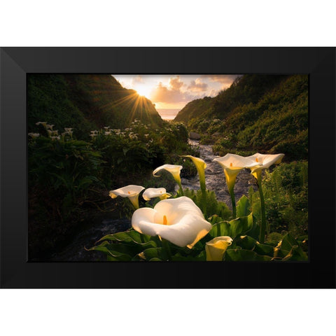 Calla Lily World Black Modern Wood Framed Art Print by Macua, Gerald