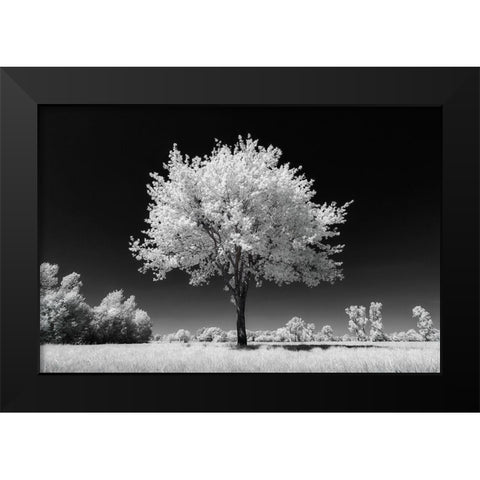 White Tree Black Modern Wood Framed Art Print by Bogaerts, Sus