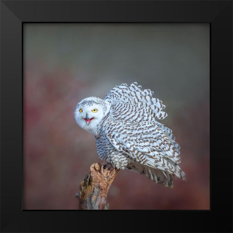 Calling Black Modern Wood Framed Art Print by Wong, Fion