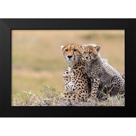 Cheetah Cub With  Mom Black Modern Wood Framed Art Print by Fischer, Jie