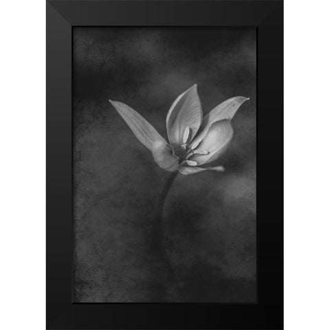 The Crocus Black Modern Wood Framed Art Print by Kiral, Cicek