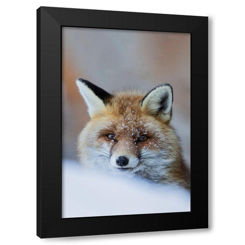Red Fox Black Modern Wood Framed Art Print with Double Matting by Bolla, Paolo