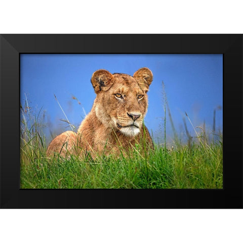 Lioness Close Up Black Modern Wood Framed Art Print by Ortega, Xavier