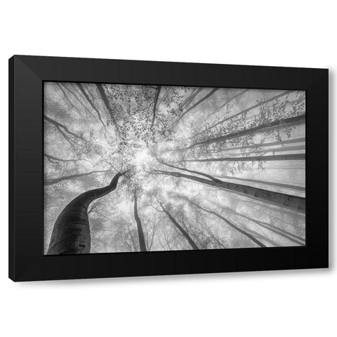 Spring Crown Of Trees Black Modern Wood Framed Art Print by Pavlasek, Tom