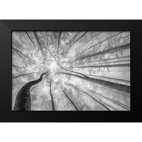 Spring Crown Of Trees Black Modern Wood Framed Art Print by Pavlasek, Tom