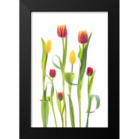 Tulips Black Modern Wood Framed Art Print by Williams, Sharon