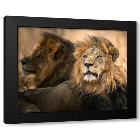 Waiting Black Modern Wood Framed Art Print by Tsui, Hung