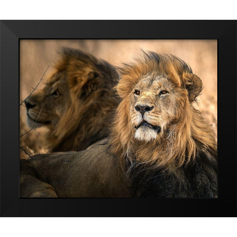 Waiting Black Modern Wood Framed Art Print by Tsui, Hung