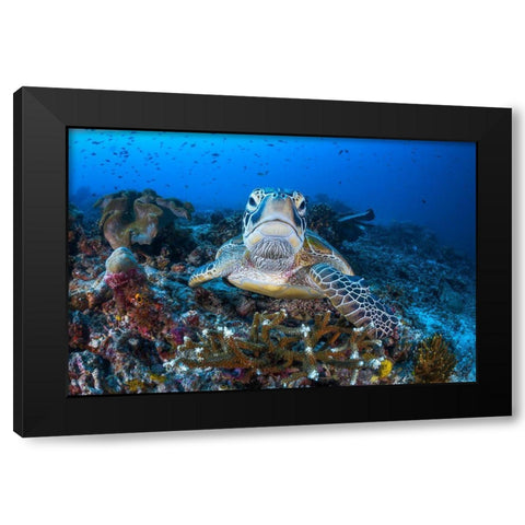 Face To Face With A Green Turtle Black Modern Wood Framed Art Print with Double Matting by Gabriel, Barathieu