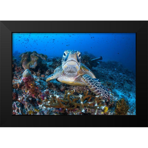 Face To Face With A Green Turtle Black Modern Wood Framed Art Print by Gabriel, Barathieu