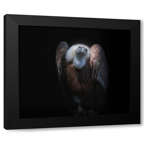 observant Black Modern Wood Framed Art Print by Kamera