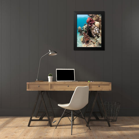 Octopus Mating Black Modern Wood Framed Art Print by Ben Tov, Ilan