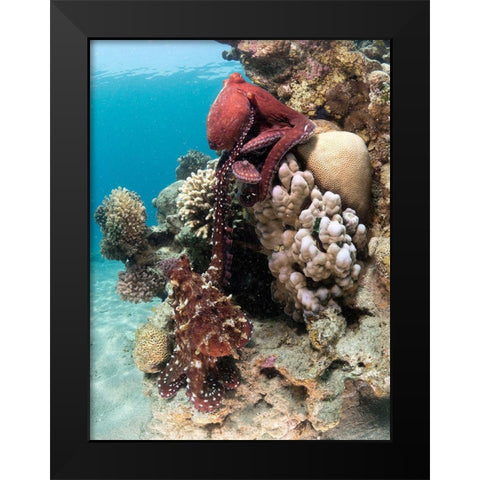 Octopus Mating Black Modern Wood Framed Art Print by Ben Tov, Ilan