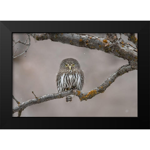 Little Guy In The Snow Black Modern Wood Framed Art Print by Barsh, Greg