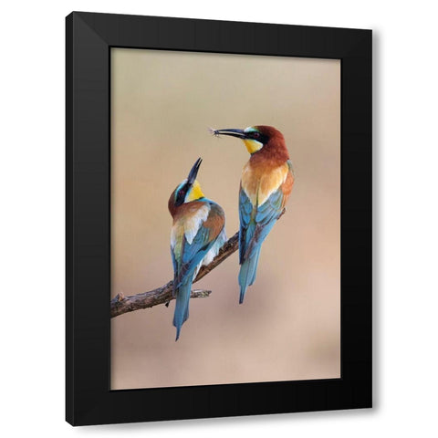 The Gift Black Modern Wood Framed Art Print by Bolla, Paolo