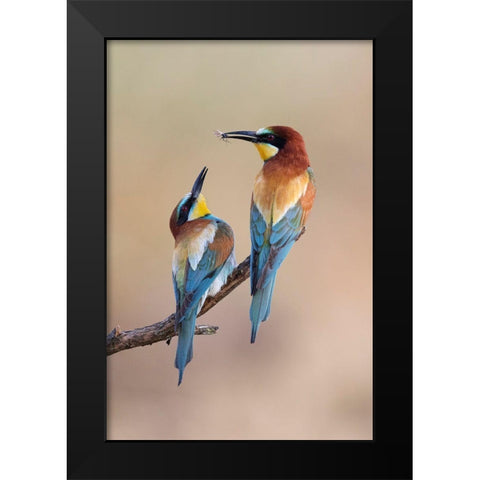 The Gift Black Modern Wood Framed Art Print by Bolla, Paolo