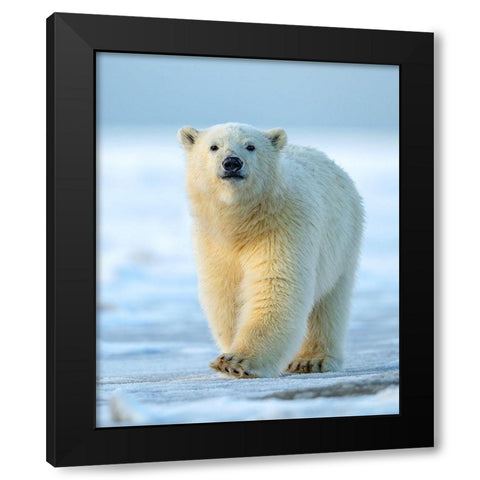 Confidence Black Modern Wood Framed Art Print by Tsui, Hung