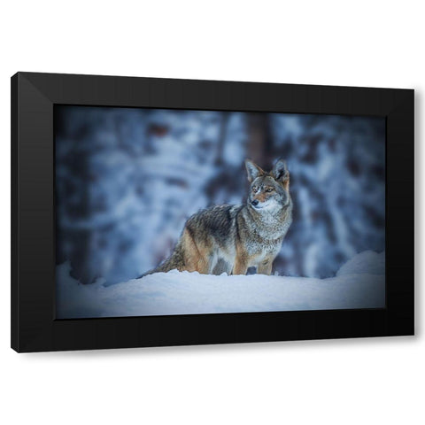 Coyote In Winter Black Modern Wood Framed Art Print with Double Matting by Qiu, Jenny