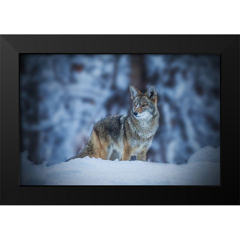 Coyote In Winter Black Modern Wood Framed Art Print by Qiu, Jenny