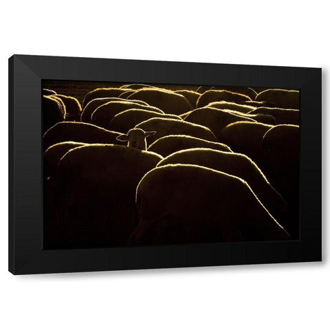 Confused Black Modern Wood Framed Art Print by Bagci, Emir