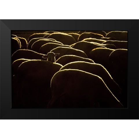 Confused Black Modern Wood Framed Art Print by Bagci, Emir