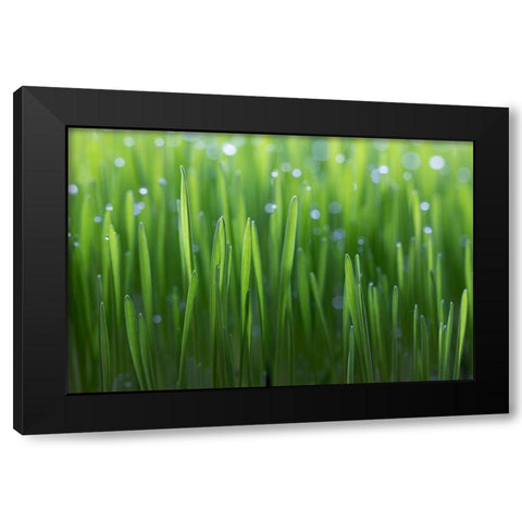 Wheat Black Modern Wood Framed Art Print by Krenek, Peter