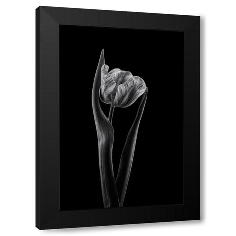 Rembrandt Tulip Black Modern Wood Framed Art Print by Gronkjar, Lotte