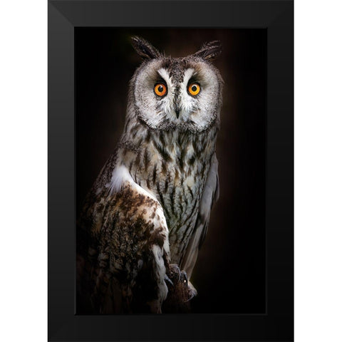 Long-Eared Owl Portrait Black Modern Wood Framed Art Print by Pascual Buye, Santiago