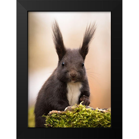 Squirrel Black Modern Wood Framed Art Print by Adamec, Robert