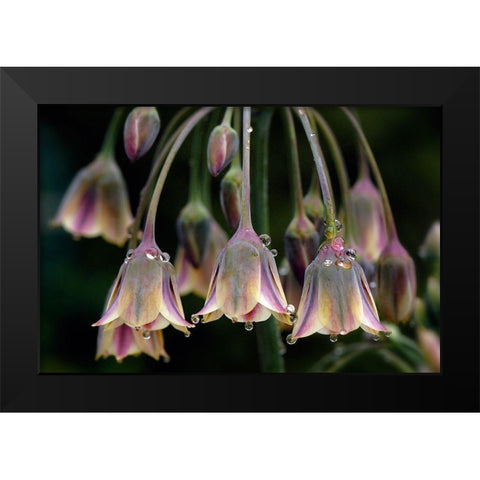 Dew Bells Black Modern Wood Framed Art Print by Parker, Jacky
