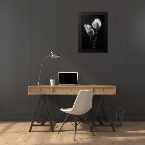 Spathiphyllum Black Modern Wood Framed Art Print by Clough, Stephen