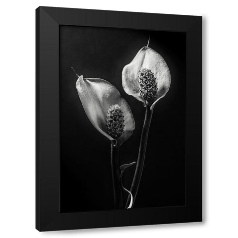 Spathiphyllum Black Modern Wood Framed Art Print with Double Matting by Clough, Stephen