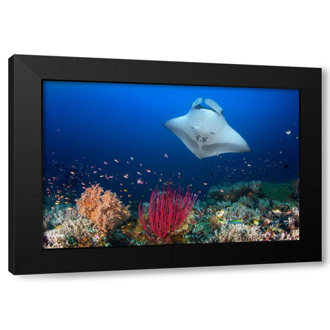 Ocean Manta Ray On The Reef Black Modern Wood Framed Art Print with Double Matting by Gabriel, Barathieu