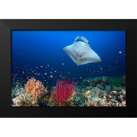Ocean Manta Ray On The Reef Black Modern Wood Framed Art Print by Gabriel, Barathieu