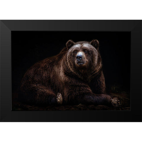 Bear Portrait Black Modern Wood Framed Art Print by Pascual Buye, Santiago