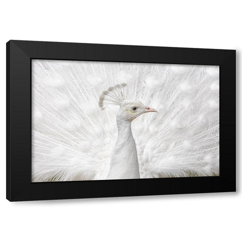 Inmaculate Black Modern Wood Framed Art Print by Fegari