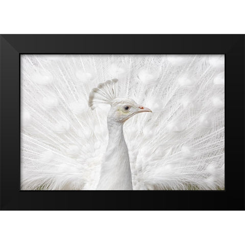 Inmaculate Black Modern Wood Framed Art Print by Fegari