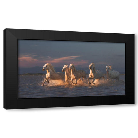 Camargue Horses On Sunset Black Modern Wood Framed Art Print by Anton, Rostovskiy