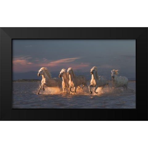 Camargue Horses On Sunset Black Modern Wood Framed Art Print by Anton, Rostovskiy