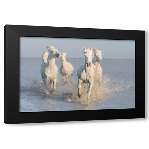 Horses Black Modern Wood Framed Art Print with Double Matting by Anton, Rostovskiy