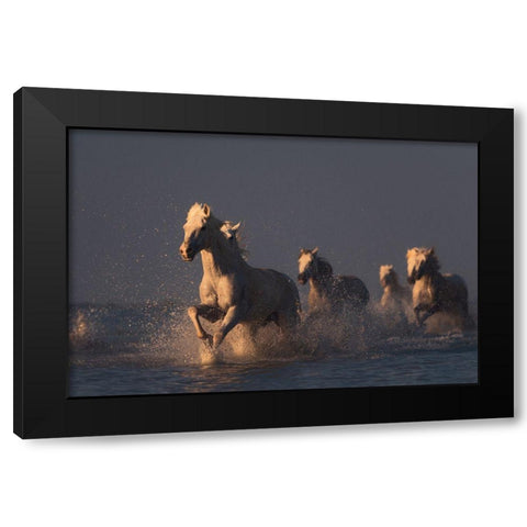 Horses In Sunset Light Black Modern Wood Framed Art Print with Double Matting by Anton, Rostovskiy