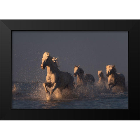 Horses In Sunset Light Black Modern Wood Framed Art Print by Anton, Rostovskiy