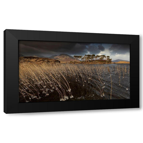Pine Island Black Modern Wood Framed Art Print by Krocka, Peter